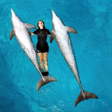 Prime Lux 阿尔布费拉