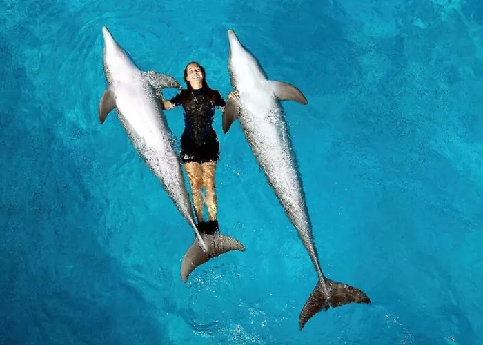 Prime Lux アルブフェイラ